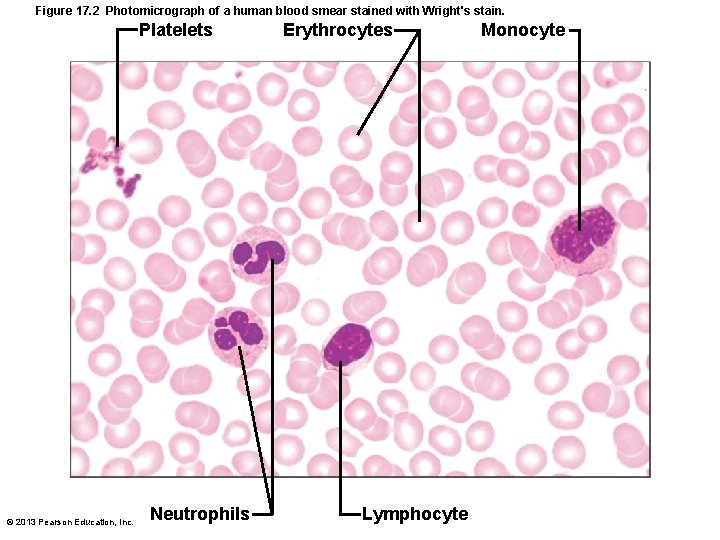 Figure 17. 2 Photomicrograph of a human blood smear stained with Wright's stain. Platelets