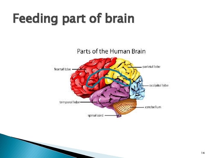 Feeding part of brain 14 