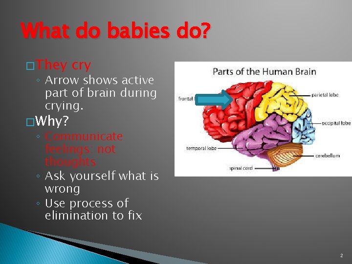 What do babies do? � They cry ◦ Arrow shows active part of brain