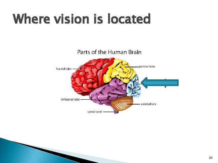 Where vision is located 20 