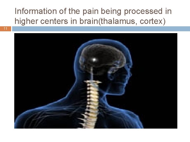 Information of the pain being processed in higher centers in brain(thalamus, cortex) 11 