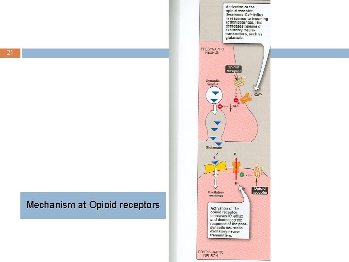 21 Mechanism at Opioid receptors 