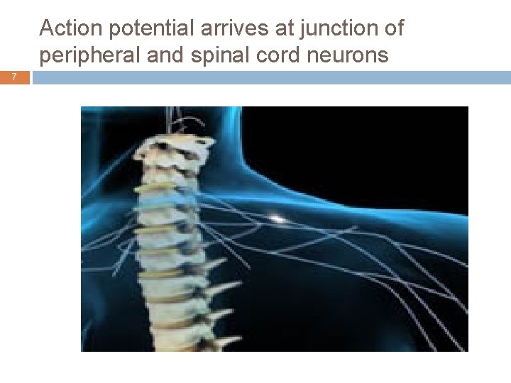 Action potential arrives at junction of peripheral and spinal cord neurons 7 