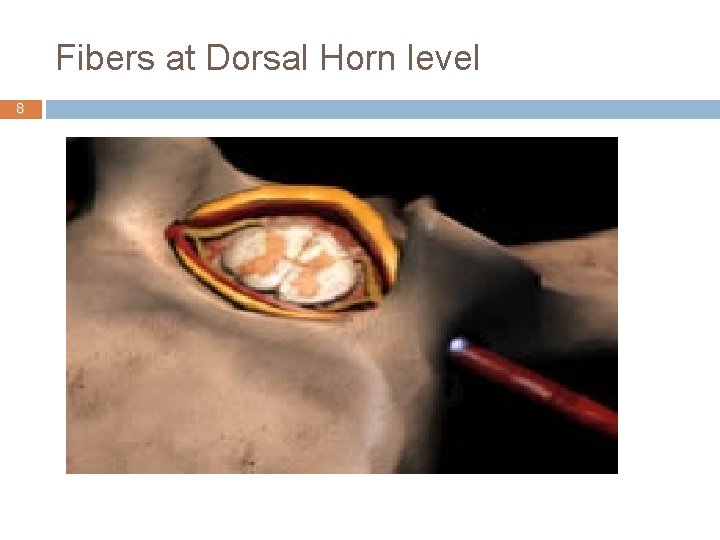 Fibers at Dorsal Horn level 8 