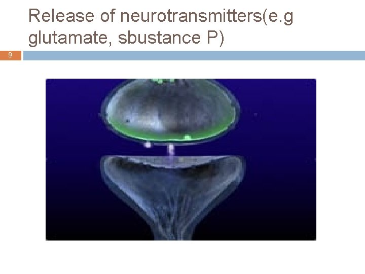 Release of neurotransmitters(e. g glutamate, sbustance P) 9 