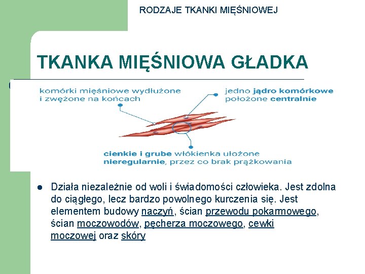 RODZAJE TKANKI MIĘŚNIOWEJ TKANKA MIĘŚNIOWA GŁADKA l Działa niezależnie od woli i świadomości człowieka.