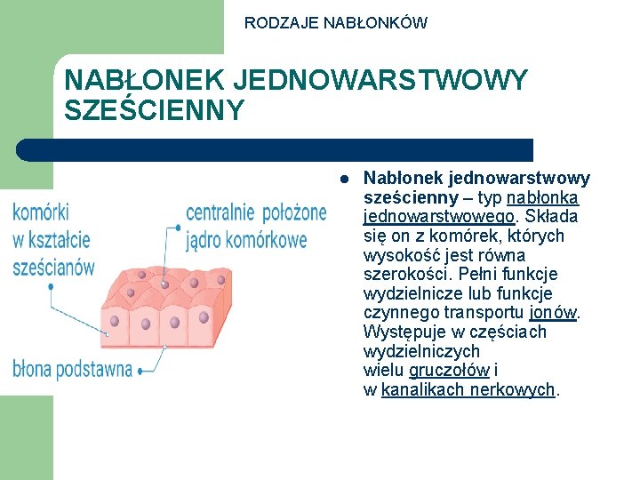 RODZAJE NABŁONKÓW NABŁONEK JEDNOWARSTWOWY SZEŚCIENNY l Nabłonek jednowarstwowy sześcienny – typ nabłonka jednowarstwowego. Składa