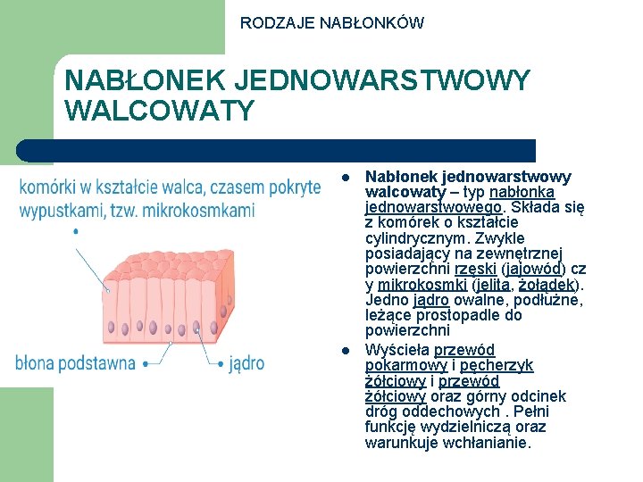 RODZAJE NABŁONKÓW NABŁONEK JEDNOWARSTWOWY WALCOWATY l l Nabłonek jednowarstwowy walcowaty – typ nabłonka jednowarstwowego.