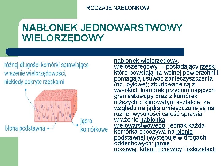 RODZAJE NABŁONKÓW NABŁONEK JEDNOWARSTWOWY WIELORZĘDOWY l nabłonek wielorzędowy, wieloszeregowy – posiadający rzęski, które powstają