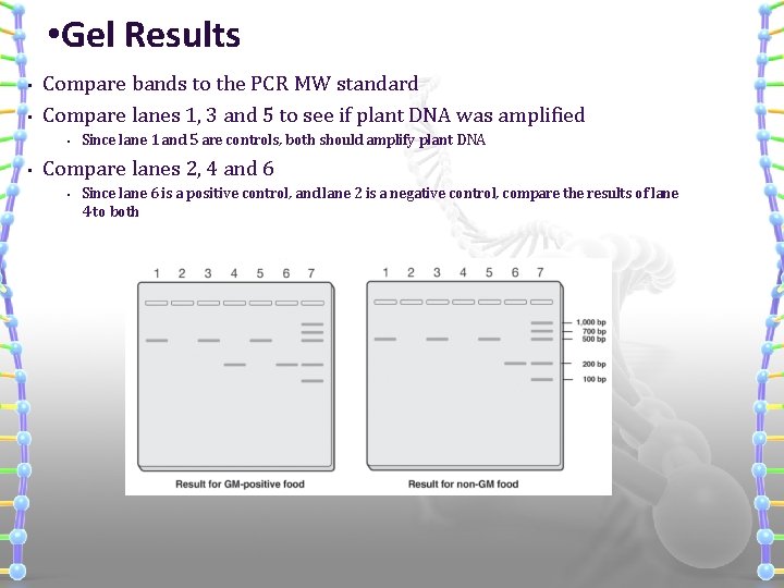  • Gel Results • • Compare bands to the PCR MW standard Compare
