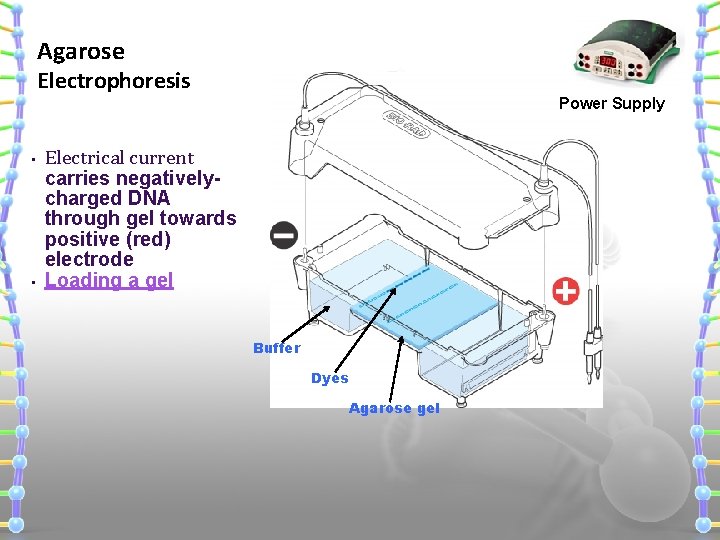 Agarose Electrophoresis • • Power Supply Electrical current carries negativelycharged DNA through gel towards