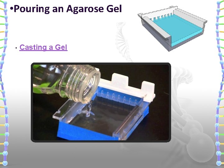  • Pouring an Agarose Gel • Casting a Gel 