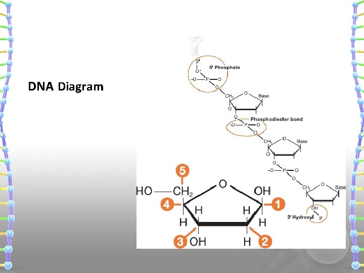 DNA Diagram 