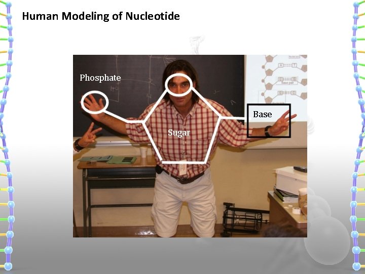 Human Modeling of Nucleotide Phosphate Base Sugar 