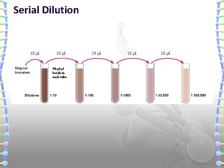 Serial Dilution 10 μl 90 μl of broth in each tube 10 μl 