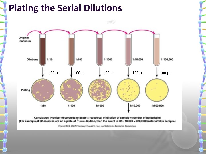 Plating the Serial Dilutions 100 μl 100 μl 