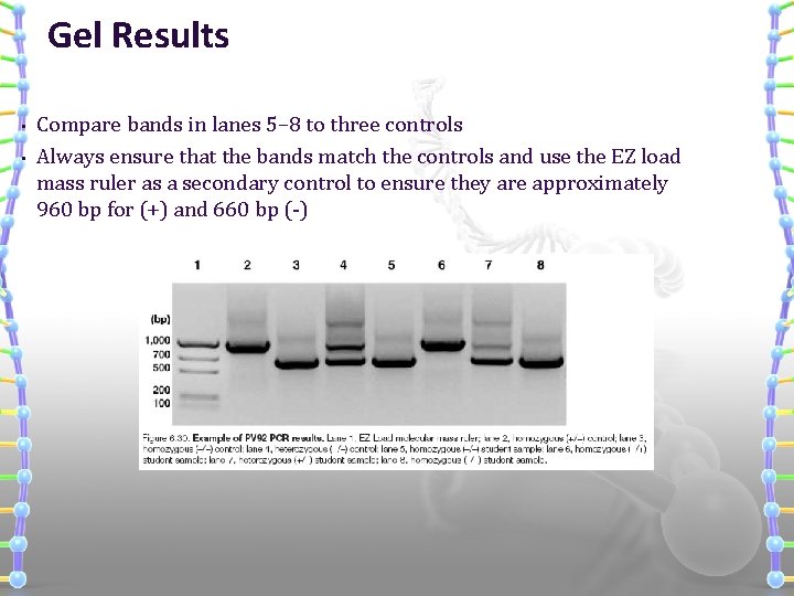 Gel Results • • Compare bands in lanes 5– 8 to three controls Always