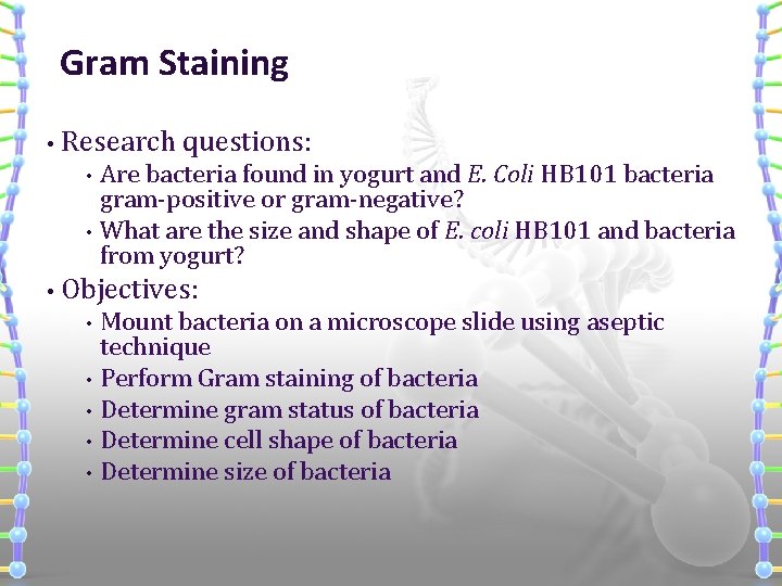 Gram Staining • Research questions: • • • Are bacteria found in yogurt and