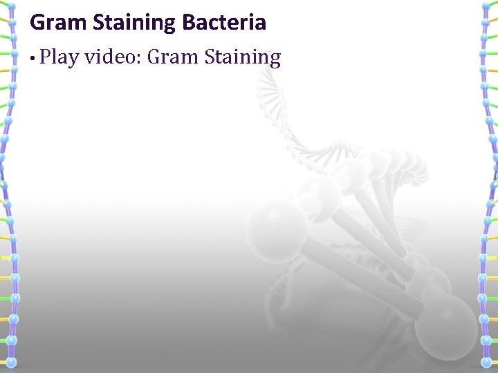 Gram Staining Bacteria • Play video: Gram Staining 