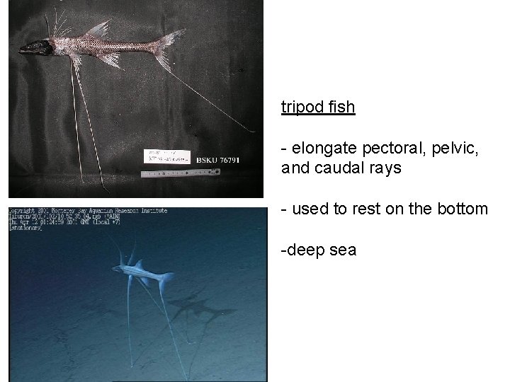 tripod fish - elongate pectoral, pelvic, and caudal rays - used to rest on