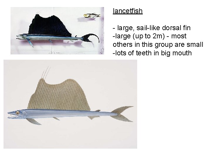 lancetfish - large, sail-like dorsal fin -large (up to 2 m) - most others