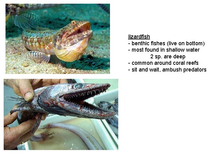 lizardfish - benthic fishes (live on bottom) - most found in shallow water 2