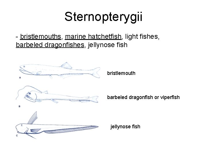Sternopterygii - bristlemouths, marine hatchetfish, light fishes, barbeled dragonfishes, jellynose fish bristlemouth barbeled dragonfish
