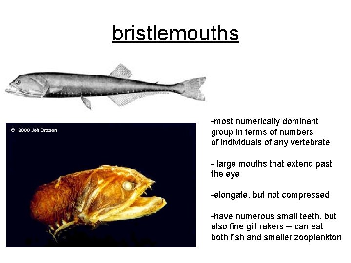 bristlemouths -most numerically dominant group in terms of numbers of individuals of any vertebrate