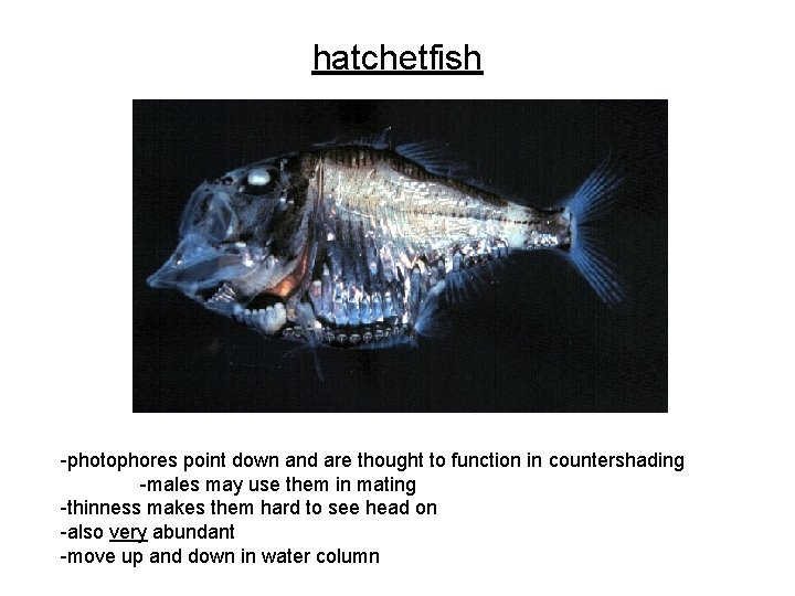 hatchetfish -photophores point down and are thought to function in countershading -males may use