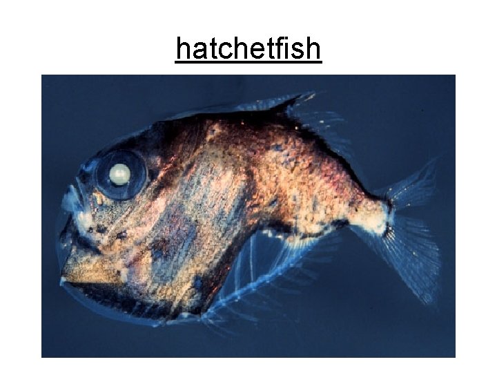 hatchetfish 