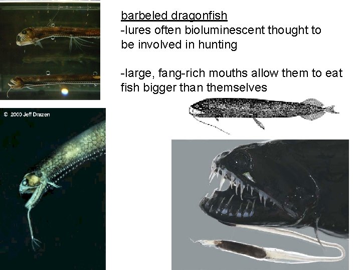 barbeled dragonfish -lures often bioluminescent thought to be involved in hunting -large, fang-rich mouths