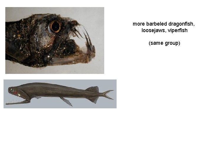 more barbeled dragonfish, loosejaws, viperfish (same group) 