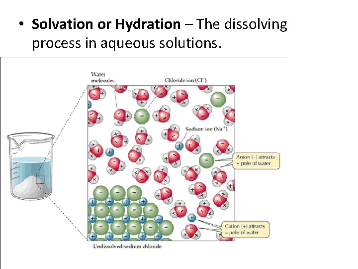  • Solvation or Hydration – The dissolving process in aqueous solutions. 