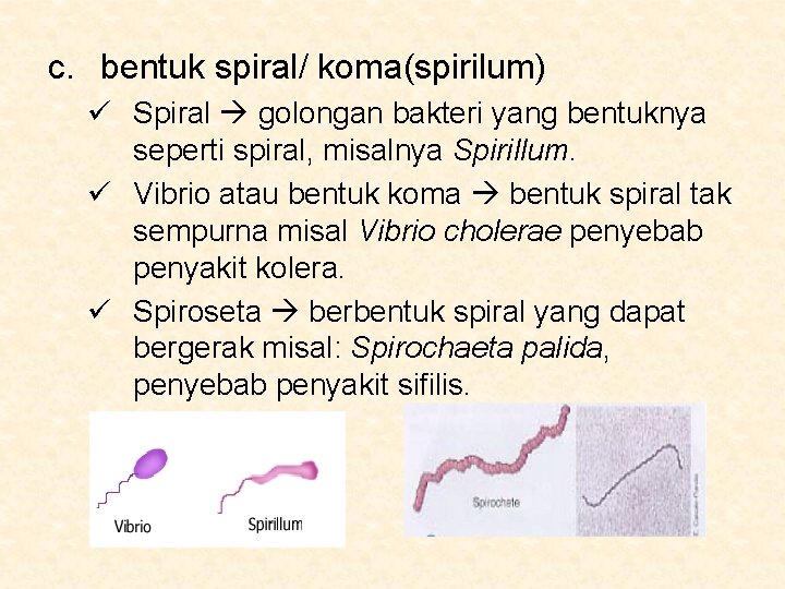 c. bentuk spiral/ koma(spirilum) ü Spiral golongan bakteri yang bentuknya seperti spiral, misalnya Spirillum.