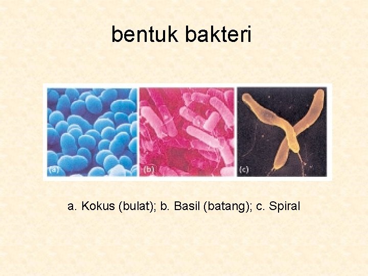 bentuk bakteri a. Kokus (bulat); b. Basil (batang); c. Spiral 