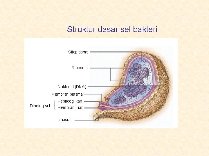 Struktur dasar sel bakteri Sitoplasma Ribosom Nukleoid (DNA) Membran plasma Peptidoglikan Dinding sel Membran