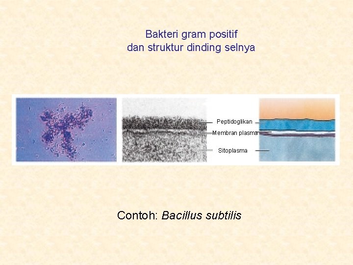 Bakteri gram positif dan struktur dinding selnya Peptidoglikan Membran plasma Sitoplasma Contoh: Bacillus subtilis