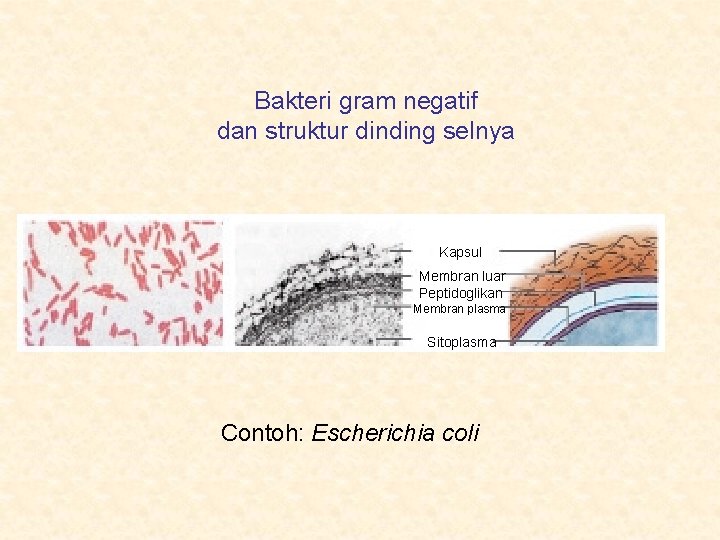 Bakteri gram negatif dan struktur dinding selnya Kapsul Membran luar Peptidoglikan Membran plasma Sitoplasma