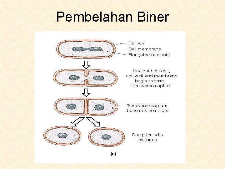 Pembelahan Biner 