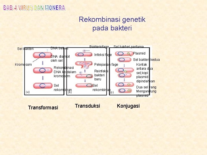 Rekombinasi genetik pada bakteri Sel bakteri Bakteriofage DNA bebas Rekombinasi DNA ke dalam kromosom