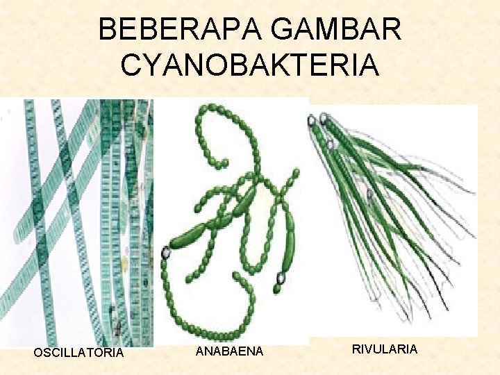 BEBERAPA GAMBAR CYANOBAKTERIA OSCILLATORIA ANABAENA RIVULARIA 