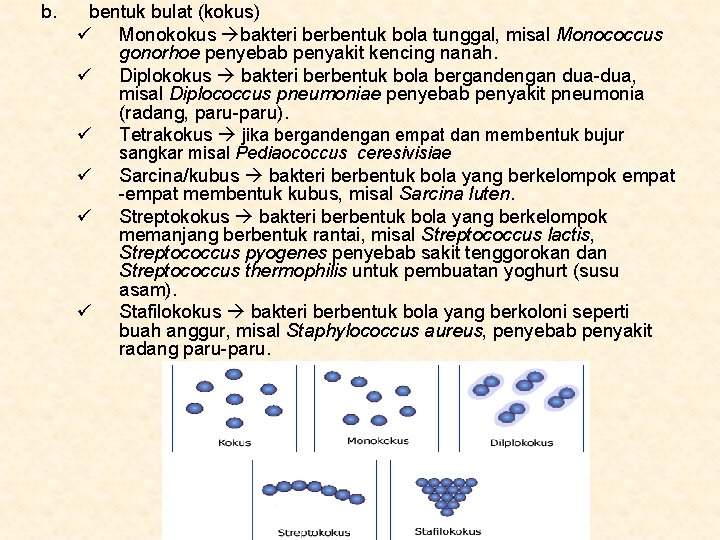 b. bentuk bulat (kokus) ü Monokokus bakteri berbentuk bola tunggal, misal Monococcus gonorhoe penyebab