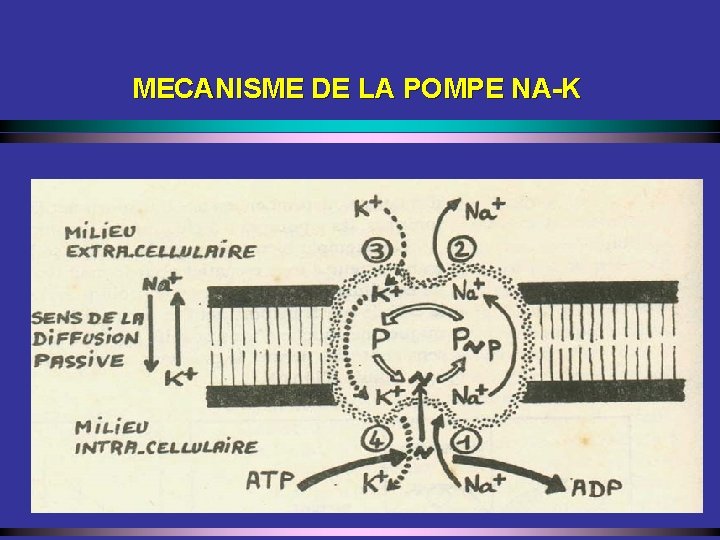 MECANISME DE LA POMPE NA-K 