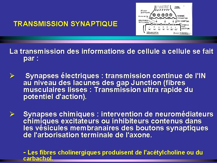 TRANSMISSION SYNAPTIQUE La transmission des informations de cellule a cellule se fait par :