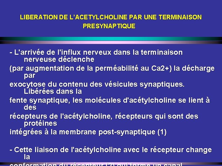 LIBERATION DE L’ACETYLCHOLINE PAR UNE TERMINAISON PRESYNAPTIQUE - L'arrivée de l'influx nerveux dans la