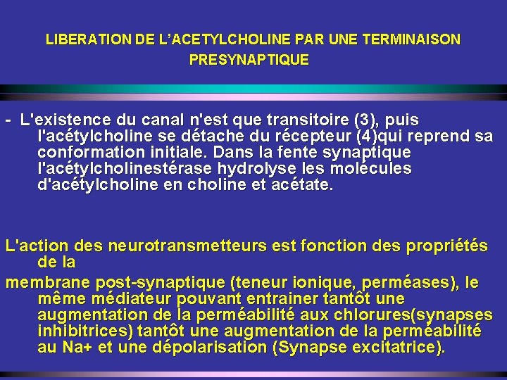 LIBERATION DE L’ACETYLCHOLINE PAR UNE TERMINAISON PRESYNAPTIQUE - L'existence du canal n'est que transitoire