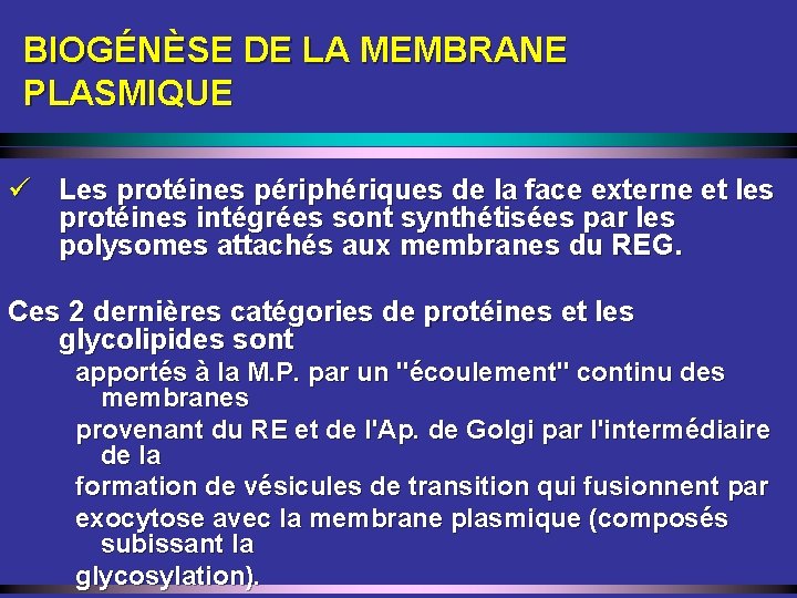 BIOGÉNÈSE DE LA MEMBRANE PLASMIQUE ü Les protéines périphériques de la face externe et