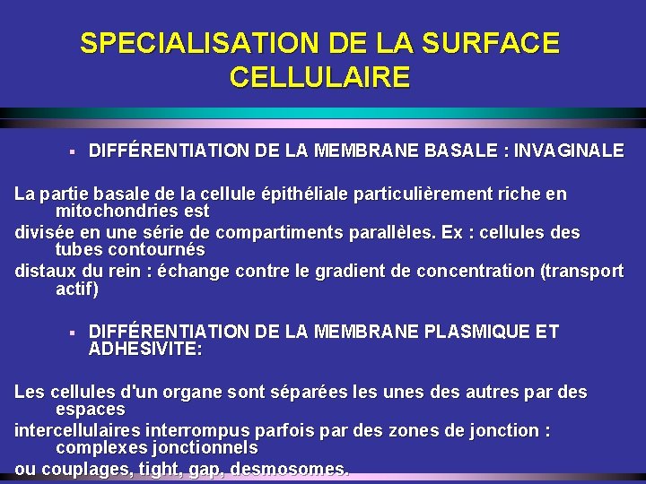 SPECIALISATION DE LA SURFACE CELLULAIRE § DIFFÉRENTIATION DE LA MEMBRANE BASALE : INVAGINALE La