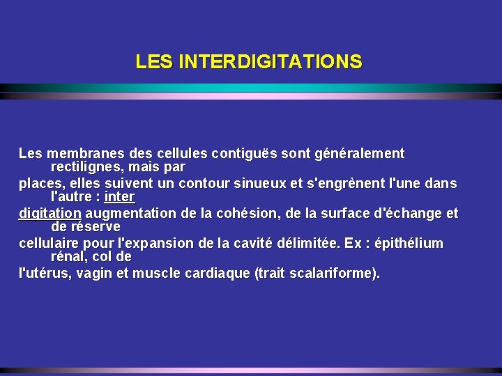 LES INTERDIGITATIONS Les membranes des cellules contiguës sont généralement rectilignes, mais par places, elles