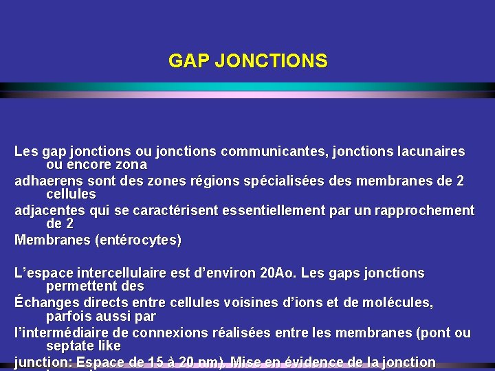 GAP JONCTIONS Les gap jonctions ou jonctions communicantes, jonctions lacunaires ou encore zona adhaerens